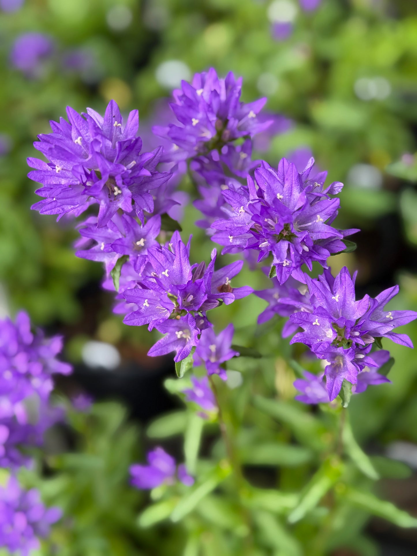 Close-up of purple flowers with a blurred green background
