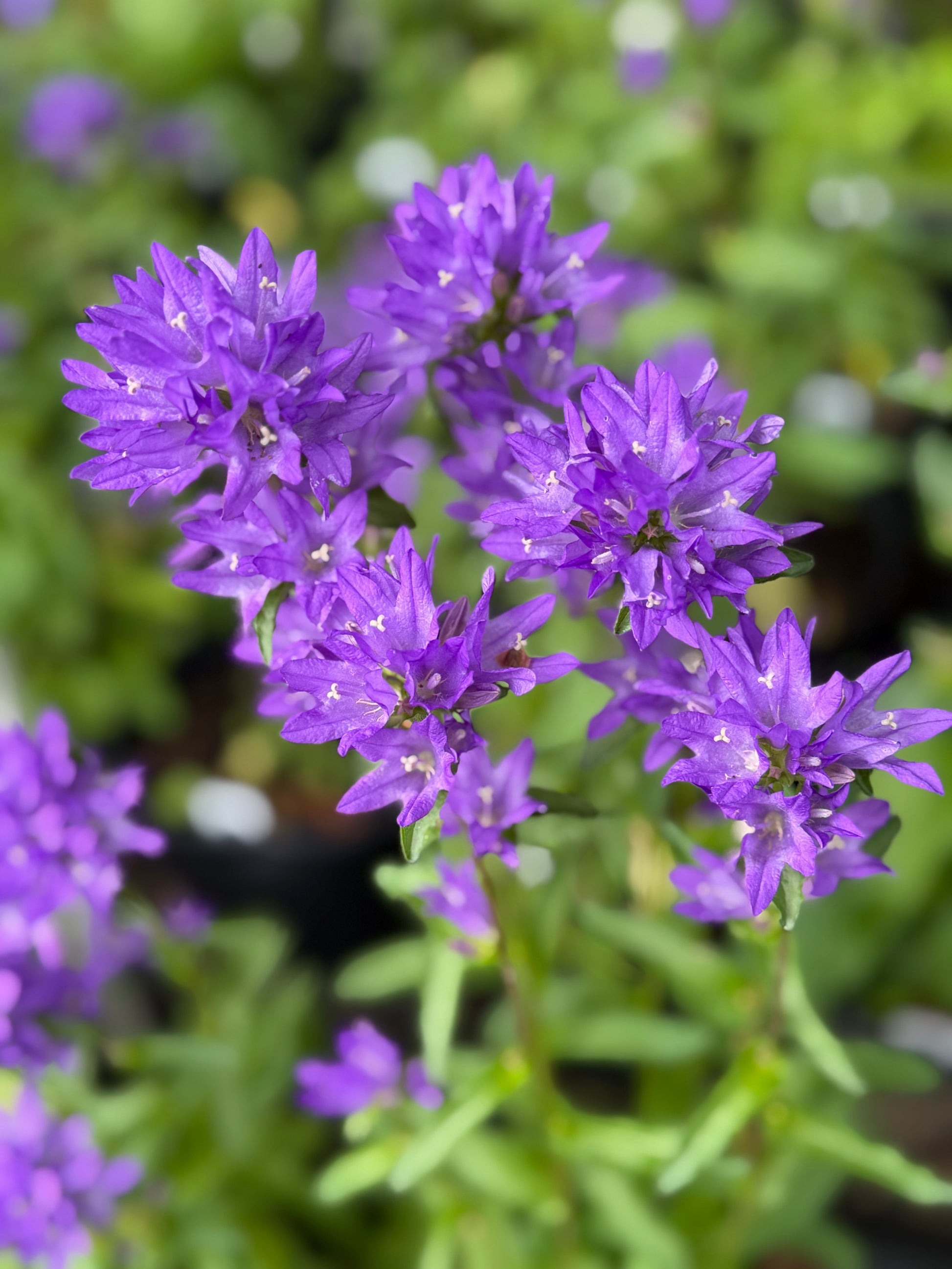 Close-up of purple flowers with a blurred green background