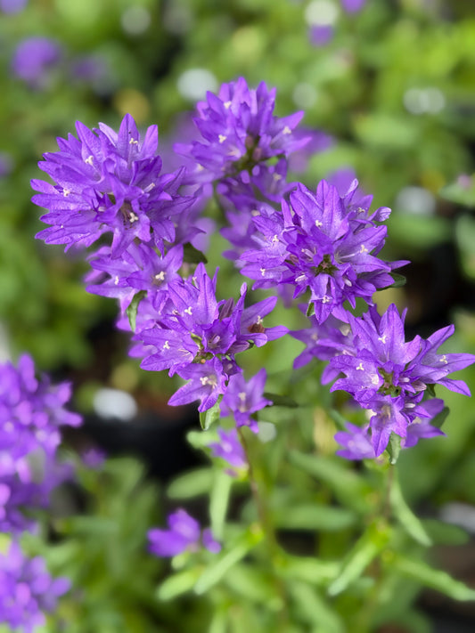 Close-up of purple flowers with a blurred green background