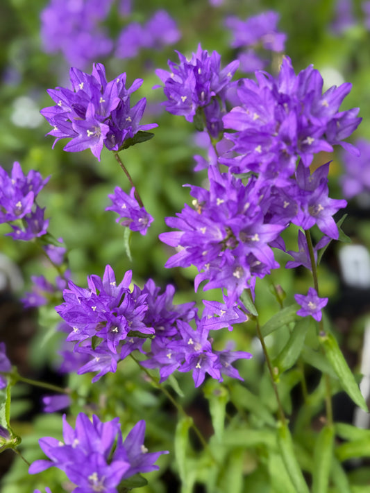Close-up of purple flowers with green leaves
