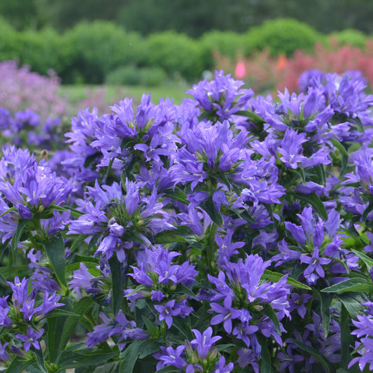 Campanula glomerata  'Church Bells'