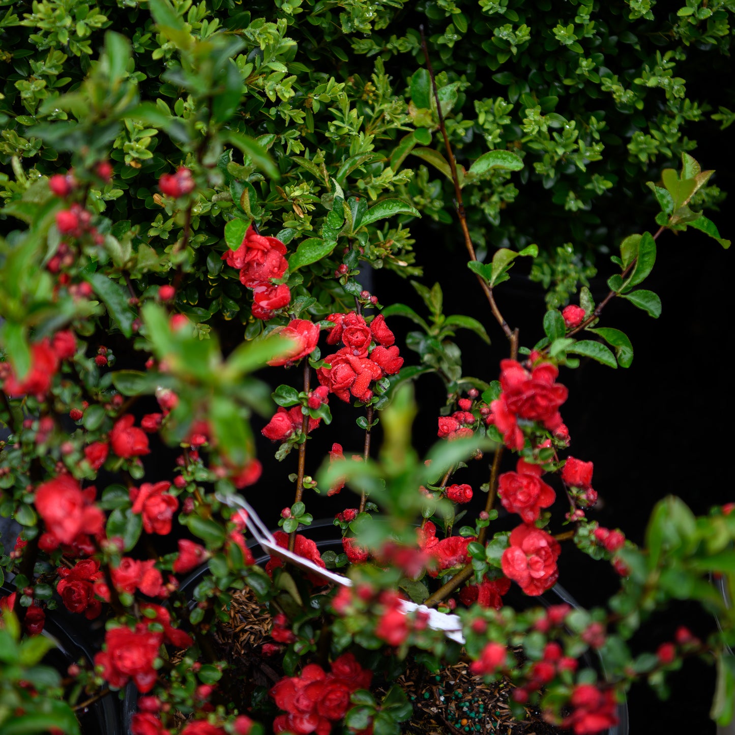 Chaenomeles 'Double Take Scarlet' - Quince
