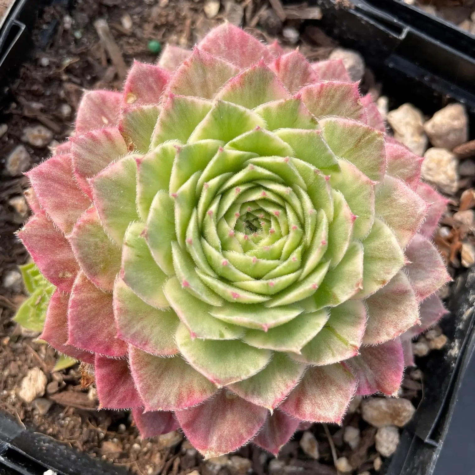 Sempervivum Chick Charms® 'Lotus Blossom' – Fieldstone Gardens Inc