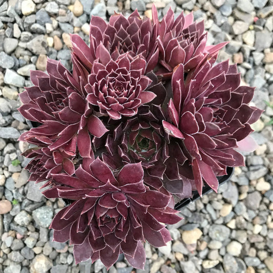 Sempervivum Chick Charms® Chocolate Kiss™ (Hens & Chicks)