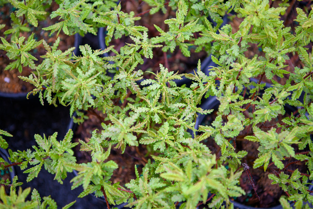 Comptonia peregrina (Sweet Fern) – Fieldstone Gardens Inc