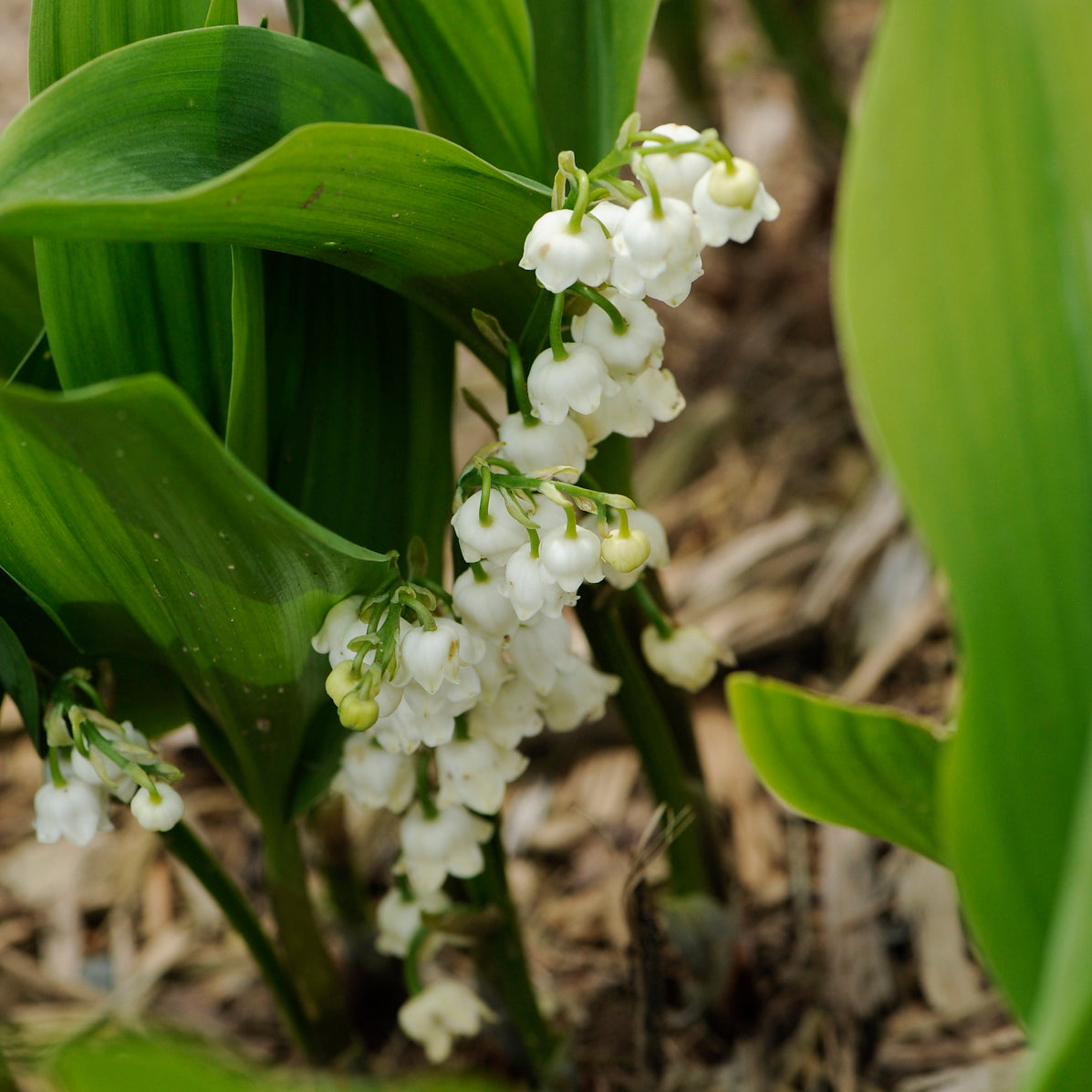 Convallaria majalis 'Bordeaux'