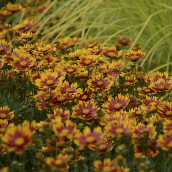 Coreopsis x Li'l Bang™ 'Daybreak'