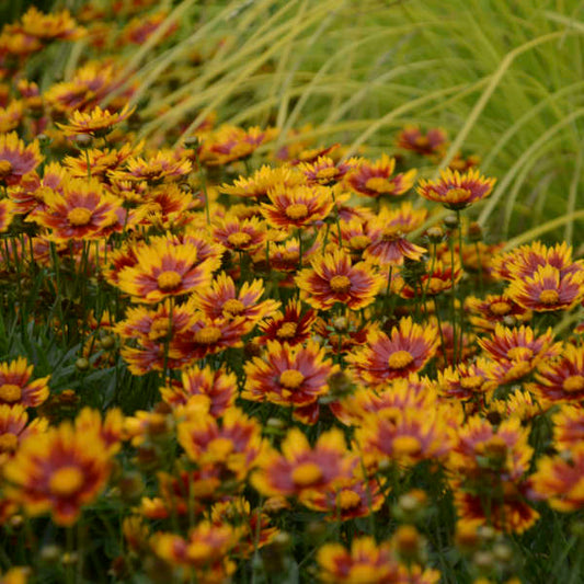 Coreopsis x Li'l Bang™ 'Daybreak'