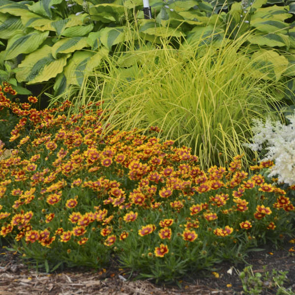 Coreopsis x Li'l Bang™ 'Daybreak'