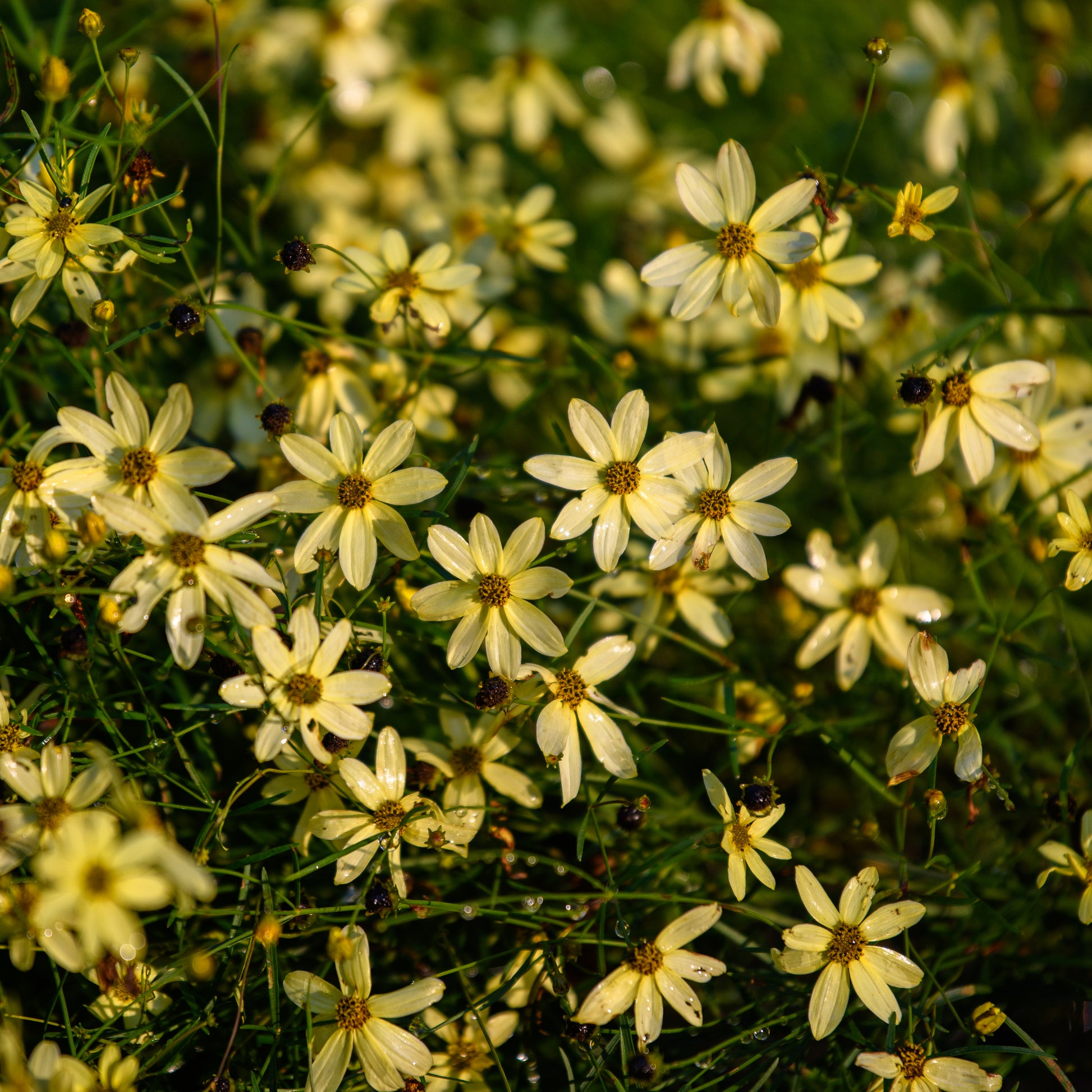 A cluster of Coreopsis verticillata 'Moonbeam' with delicate lemon-yellow flowers.