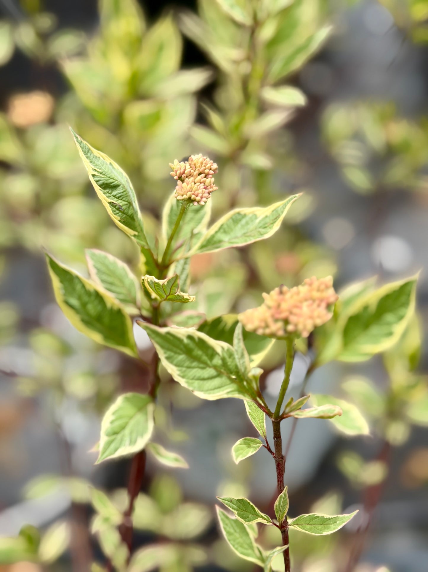 Close-up of a plant with green leaves and small brown flowers against a blurred background