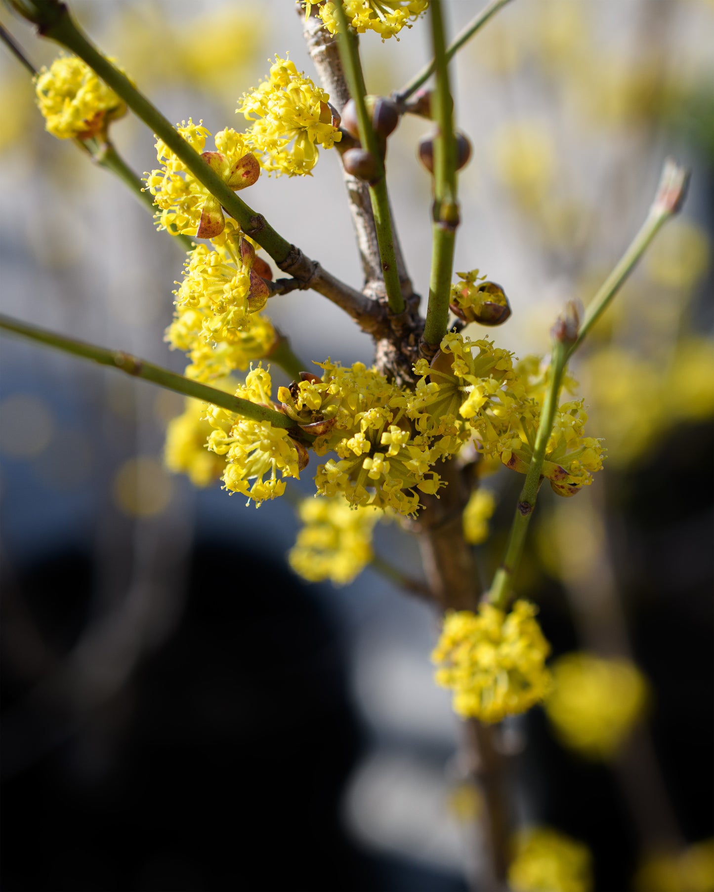 Cornus mas 'Golden Glory' - (Cornelian cherry Dogwood)