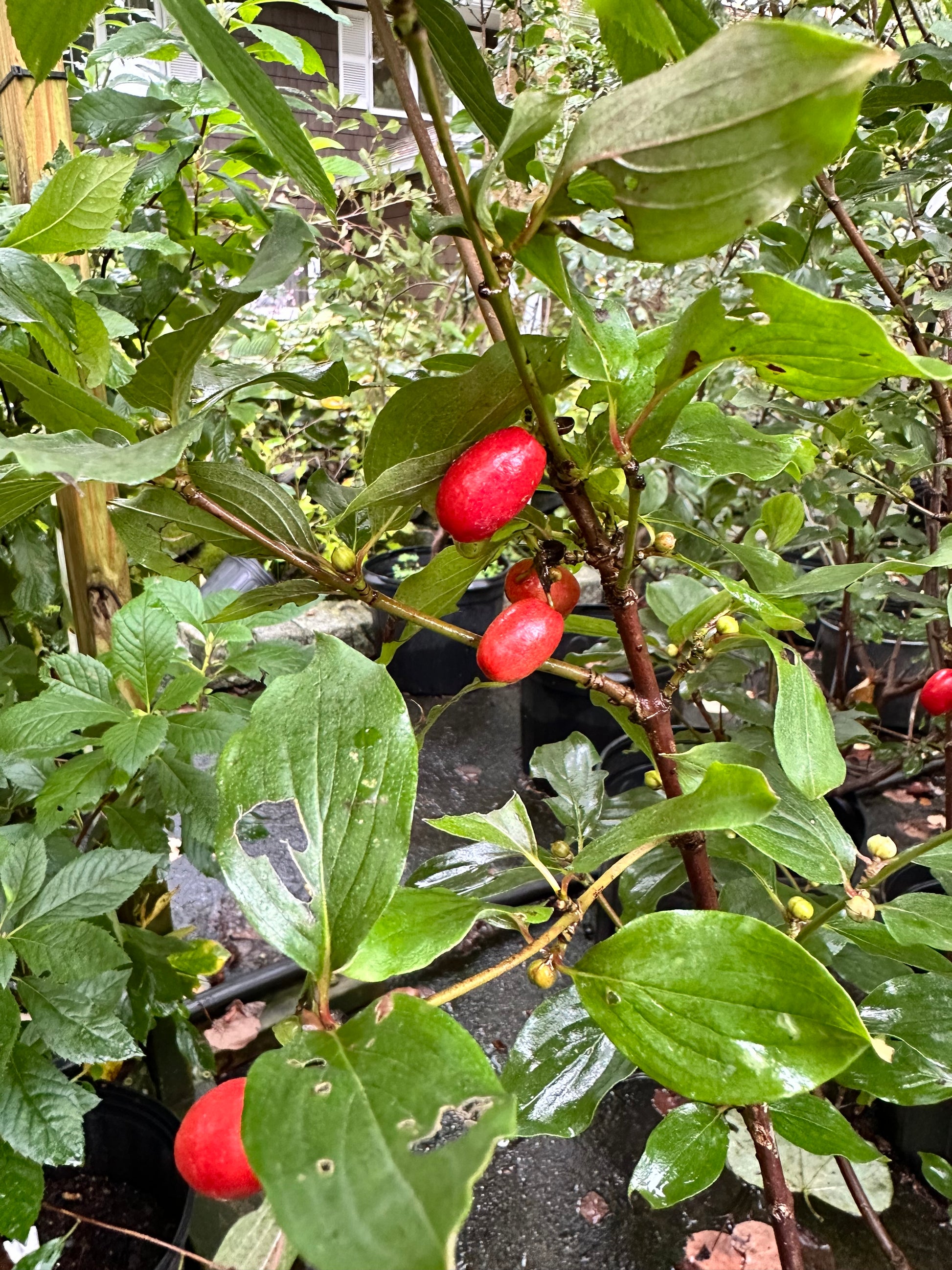 Red berries and green leaves on a branch