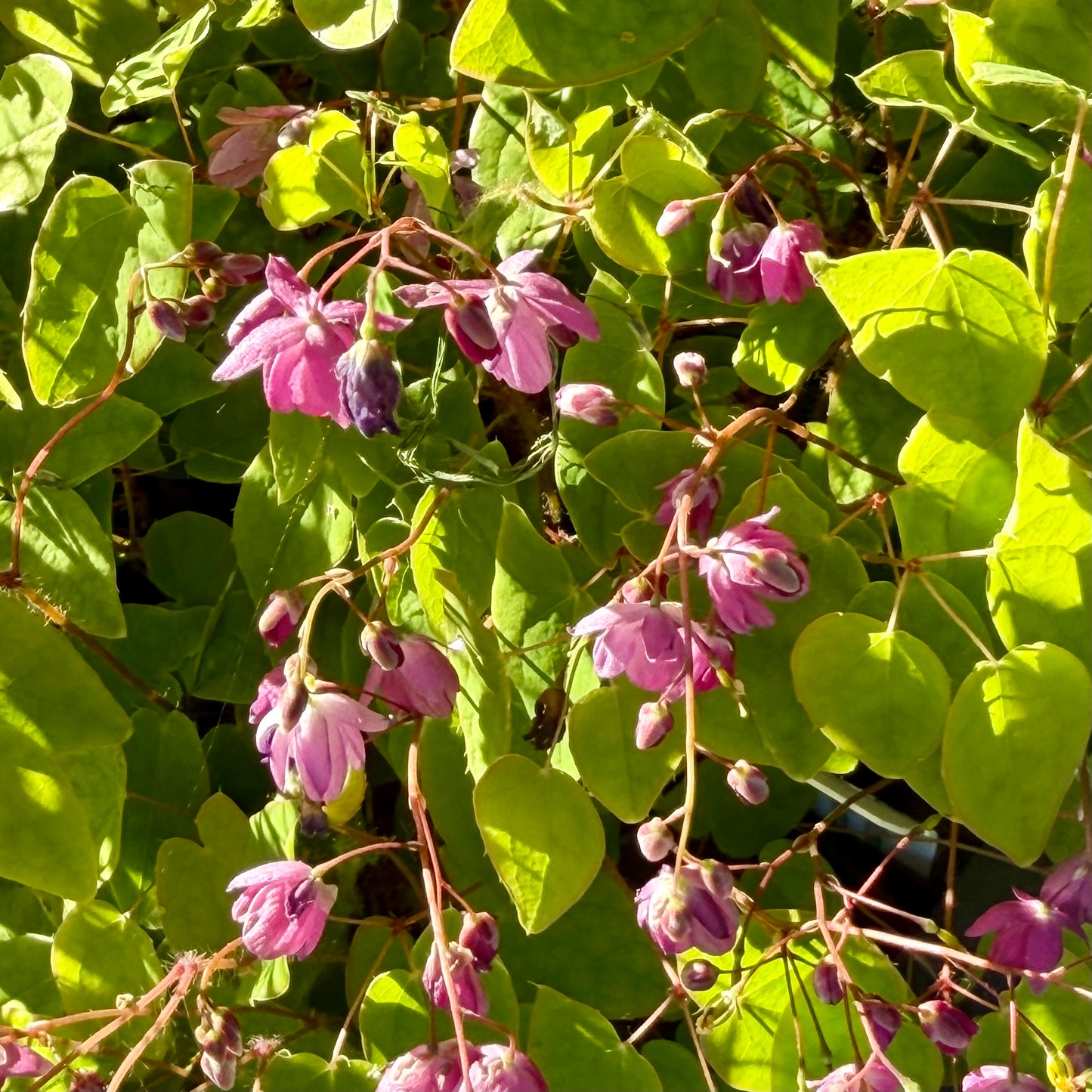 Epimedium x youngianum ‘Capella’