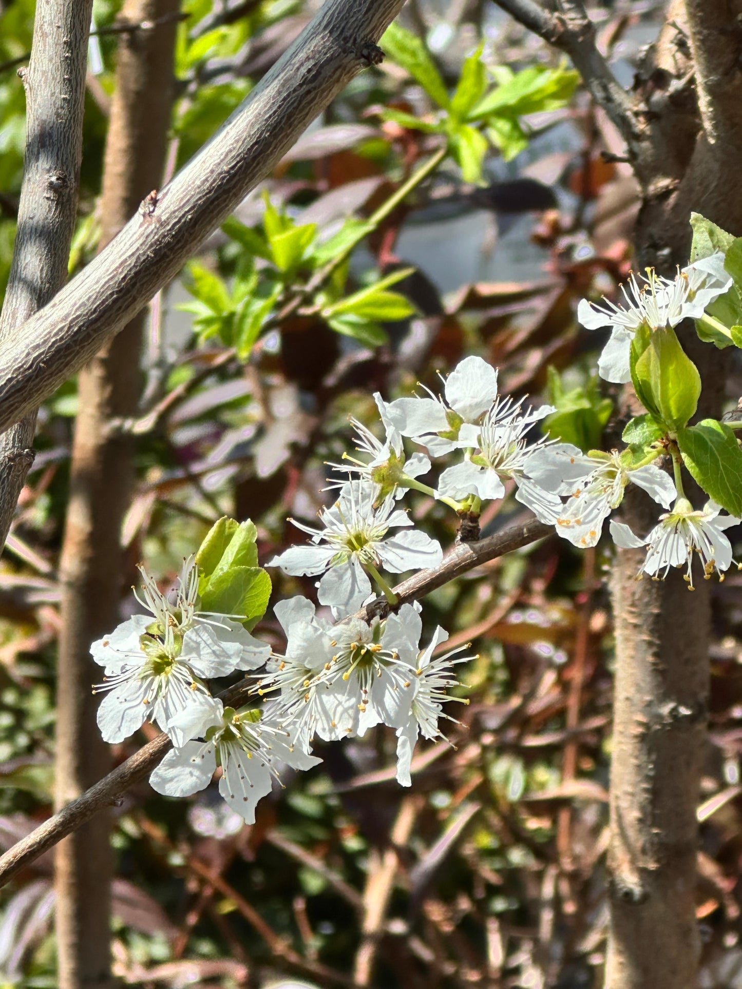 Prunus 'Elephant Heart' (Japanese Plum)