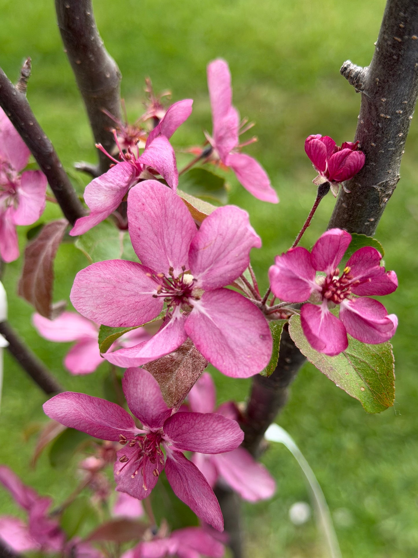 Malus 'Red Barron' (Crabapple)