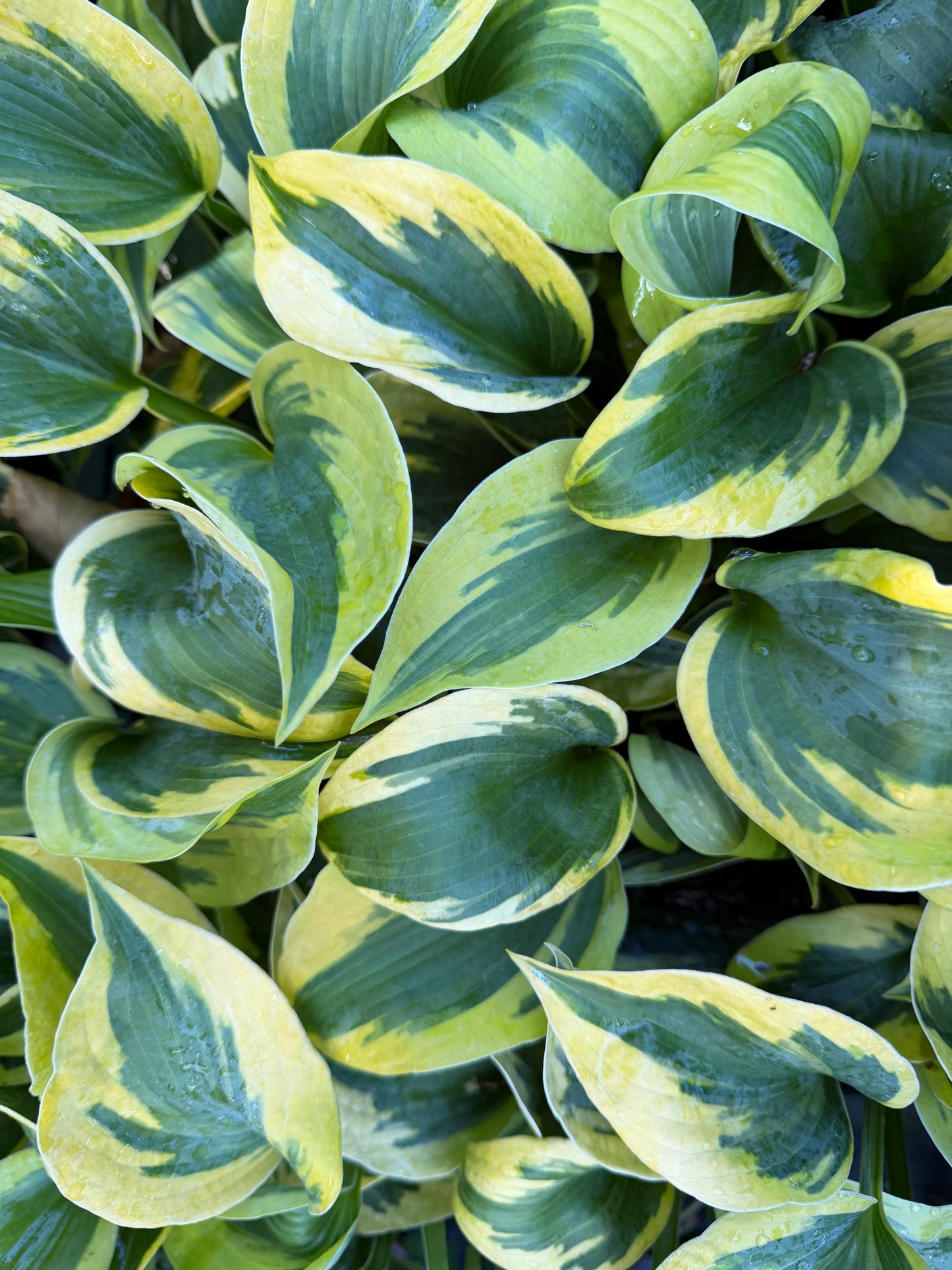 Hosta 'Tootie Mae'