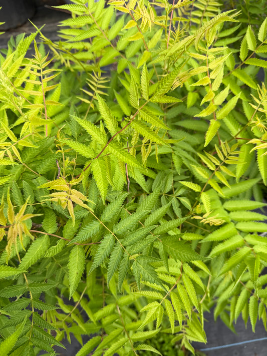 Sorbaria sorbifolia First Editions® 'Matcha Ball'®