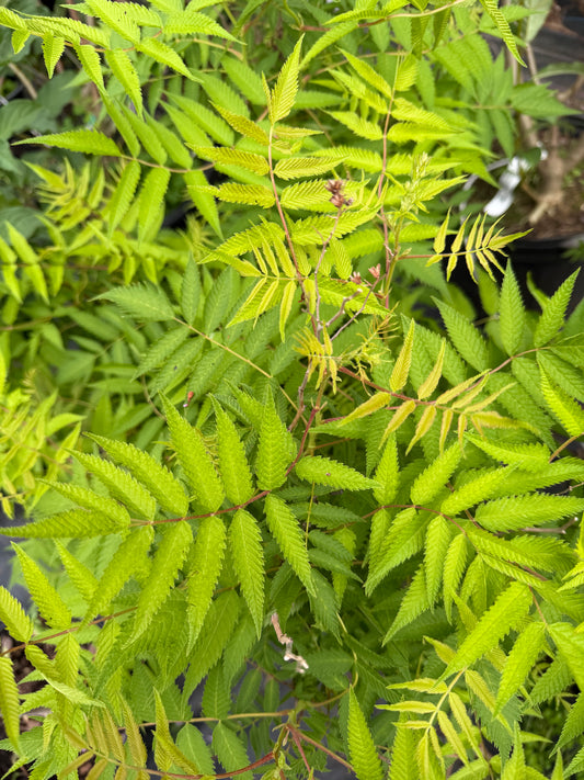 Sorbaria sorbifolia First Editions® 'Matcha Ball'®