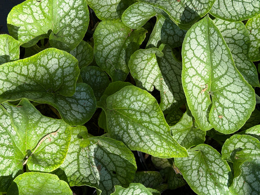 Brunnera 'Silver Carpet'