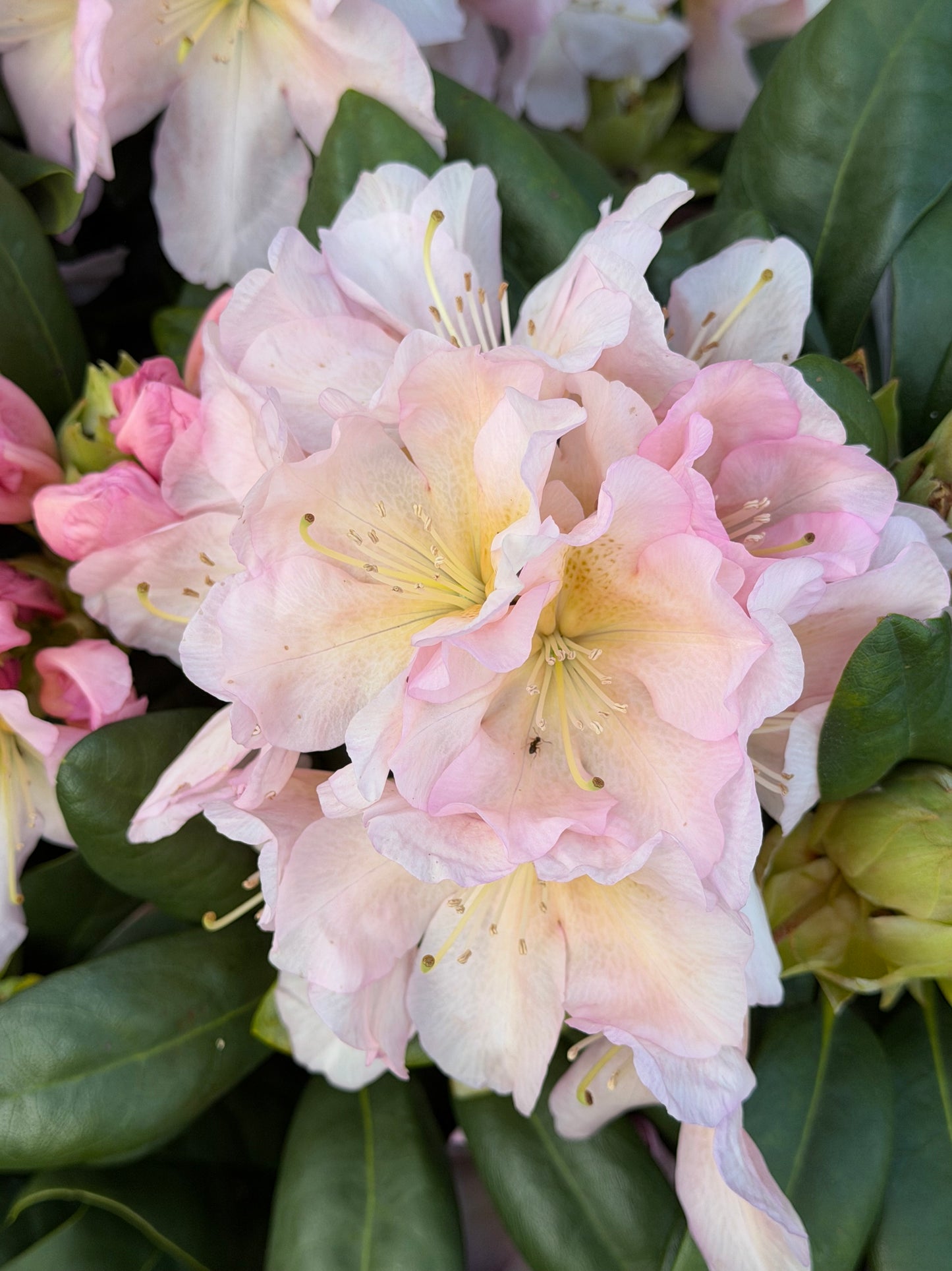 Rhododendron Holden's™ Peach