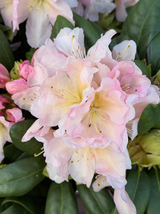 Rhododendron Holden's™ Peach