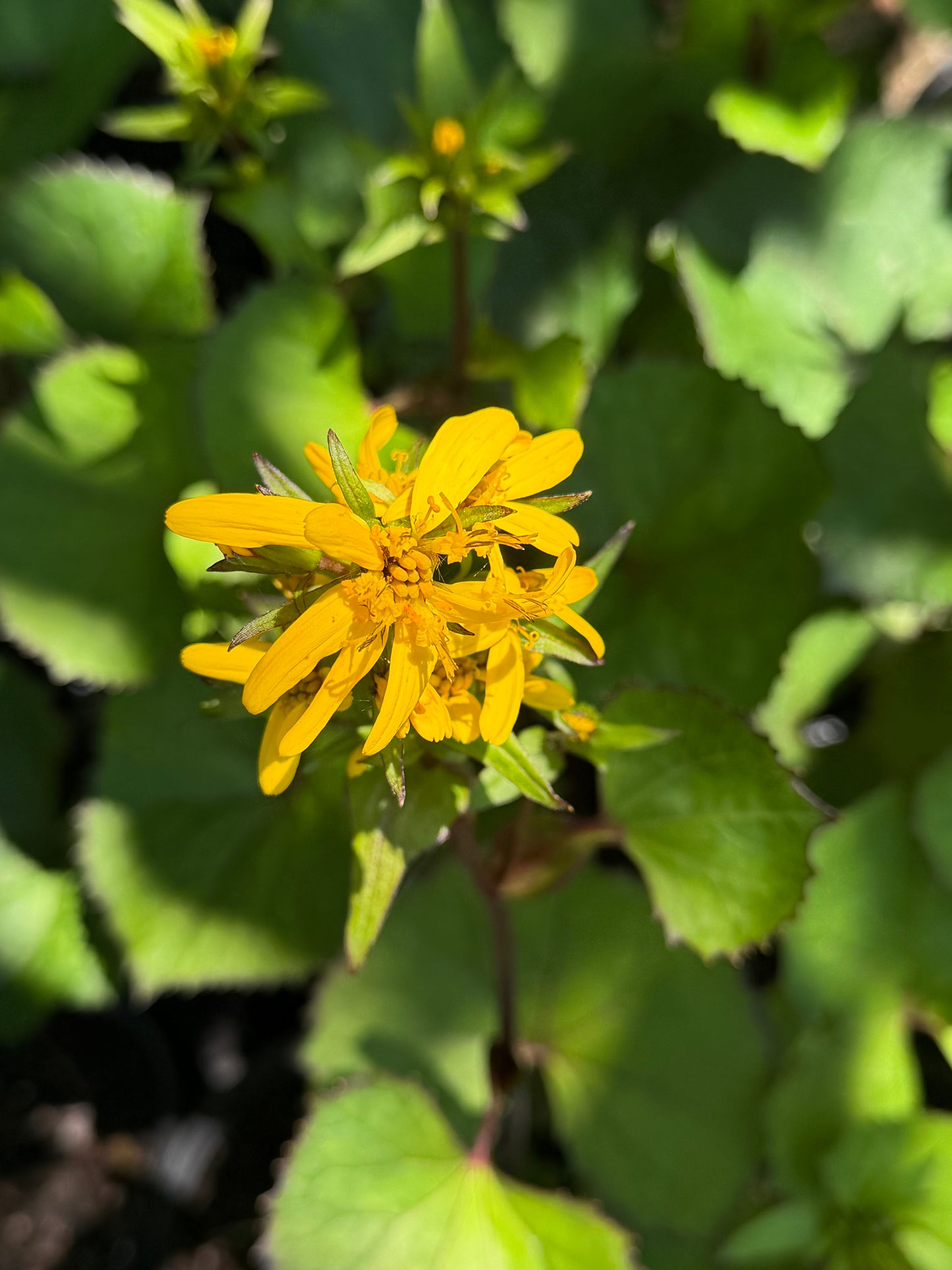 Ligularia x 'Little Lanterns'