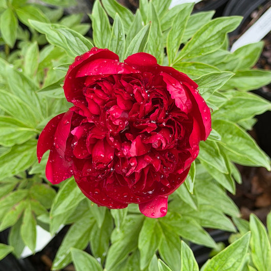 Paeonia lactiflora 'Red Charm' (Peony)