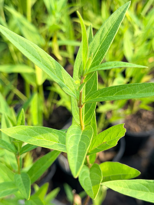 Asclepias incarnata (Swamp Milkweed)
