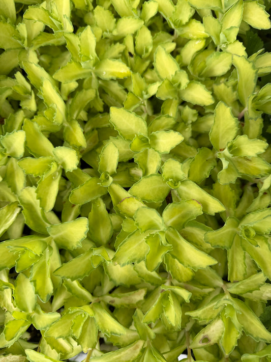 Sedum x  Autumn Delight 'Beka'