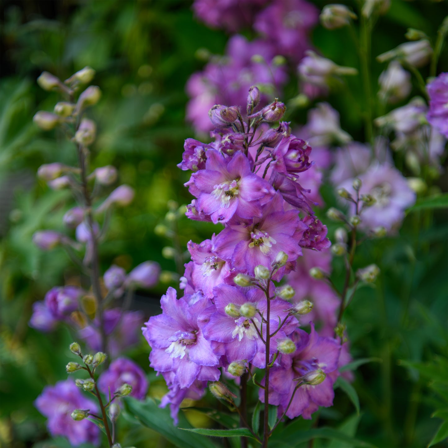 Delphinium 'Mini Pinks'