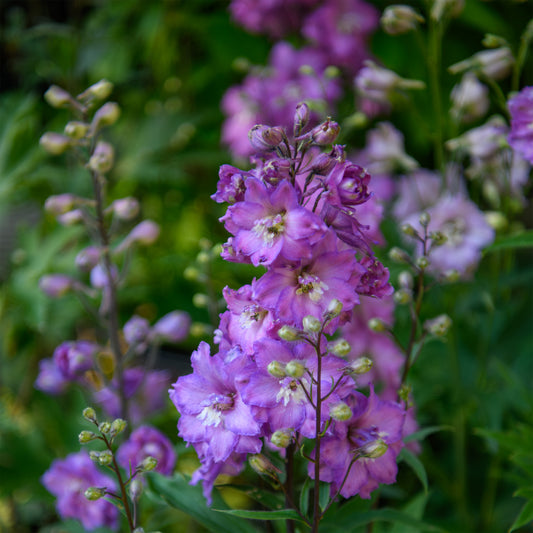 Delphinium 'Mini Pinks'