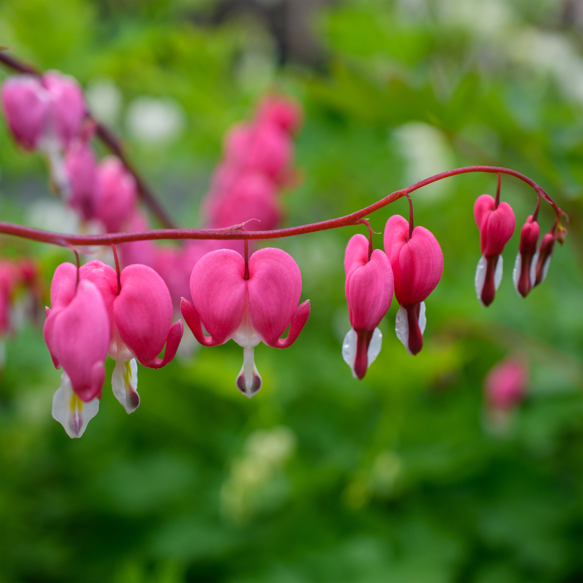hanging plant that looks like bleeding heart Dicentra spectabilis (Bleeding Heart)