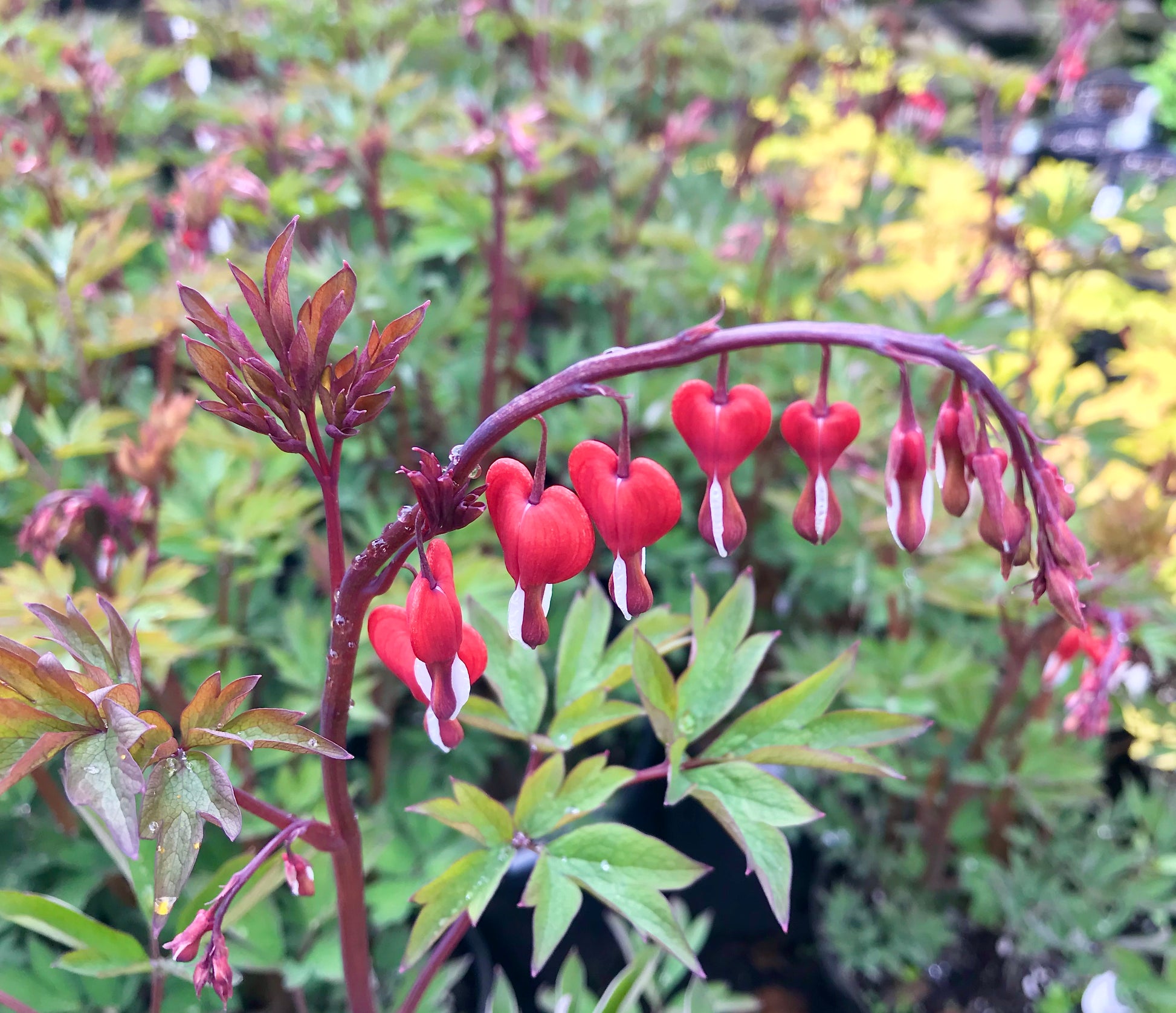 Dicentra Spectabilis Valentine Fieldstone Gardens Inc dicentra-spectabilis-valentine-fieldstone-gardens-inc
