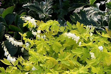 Dicentra spectabilis 'White Gold' (Bleeding Heart)