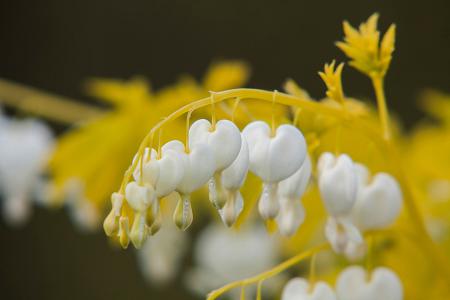 Dicentra spectabilis 'White Gold' (Bleeding Heart)