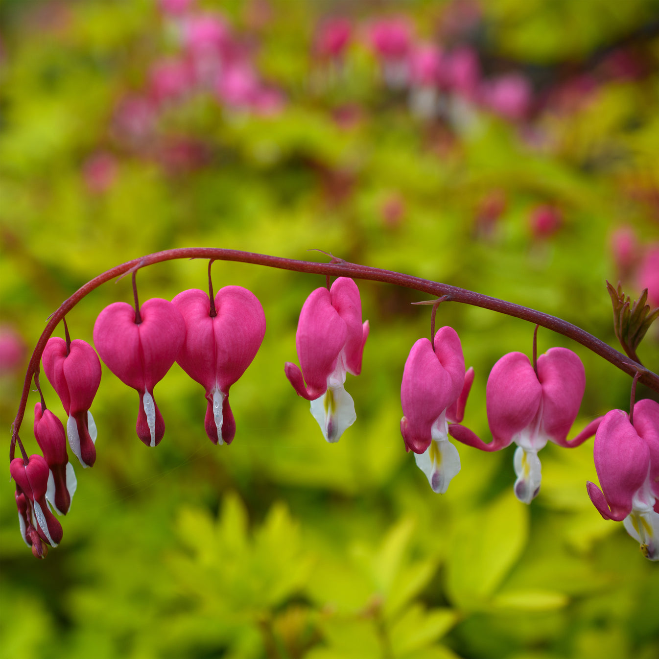 Dicentra spectabilis 'Yellow Leaf' Fieldstone Gardens Inc