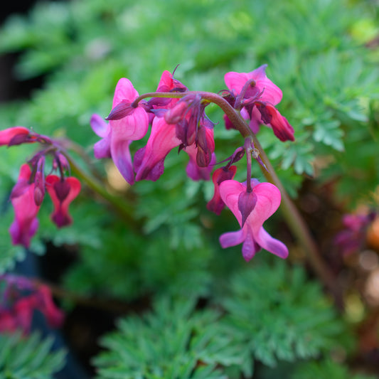 Dicentra x 'Candy Hearts' (Bleeding Heart)