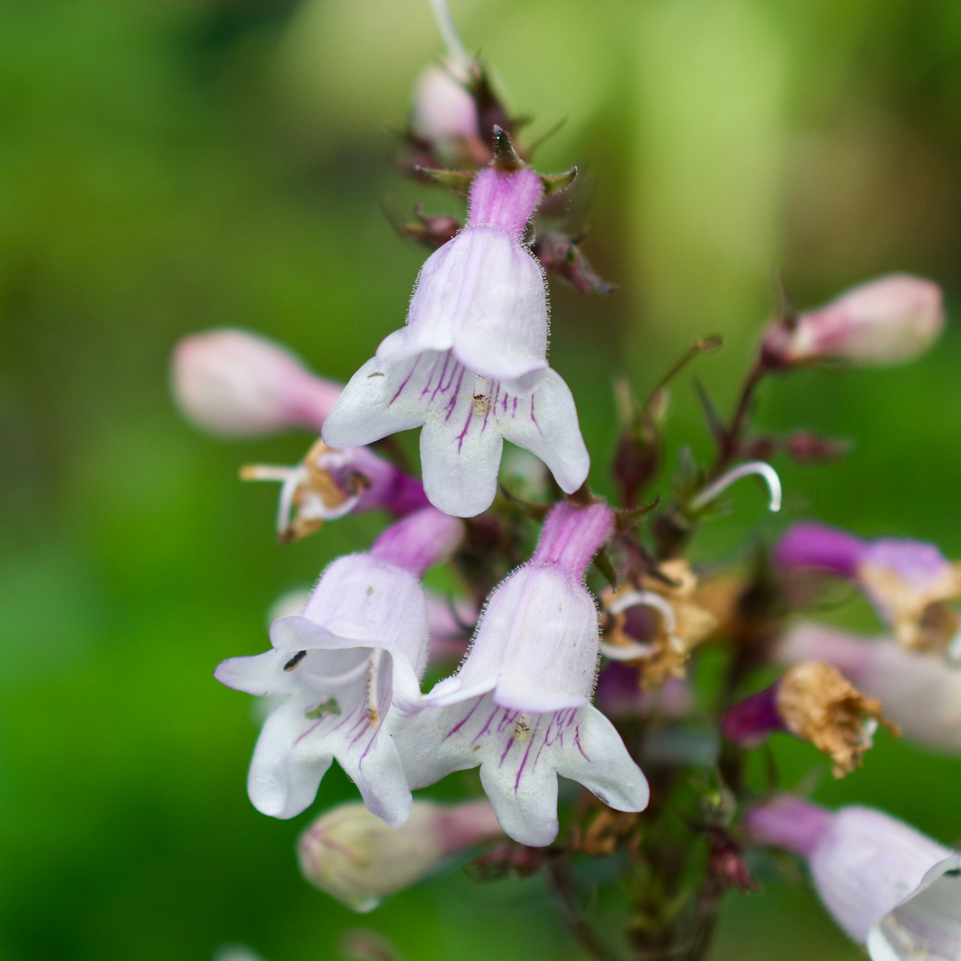 Digitalis Penstemon  'Mystica'