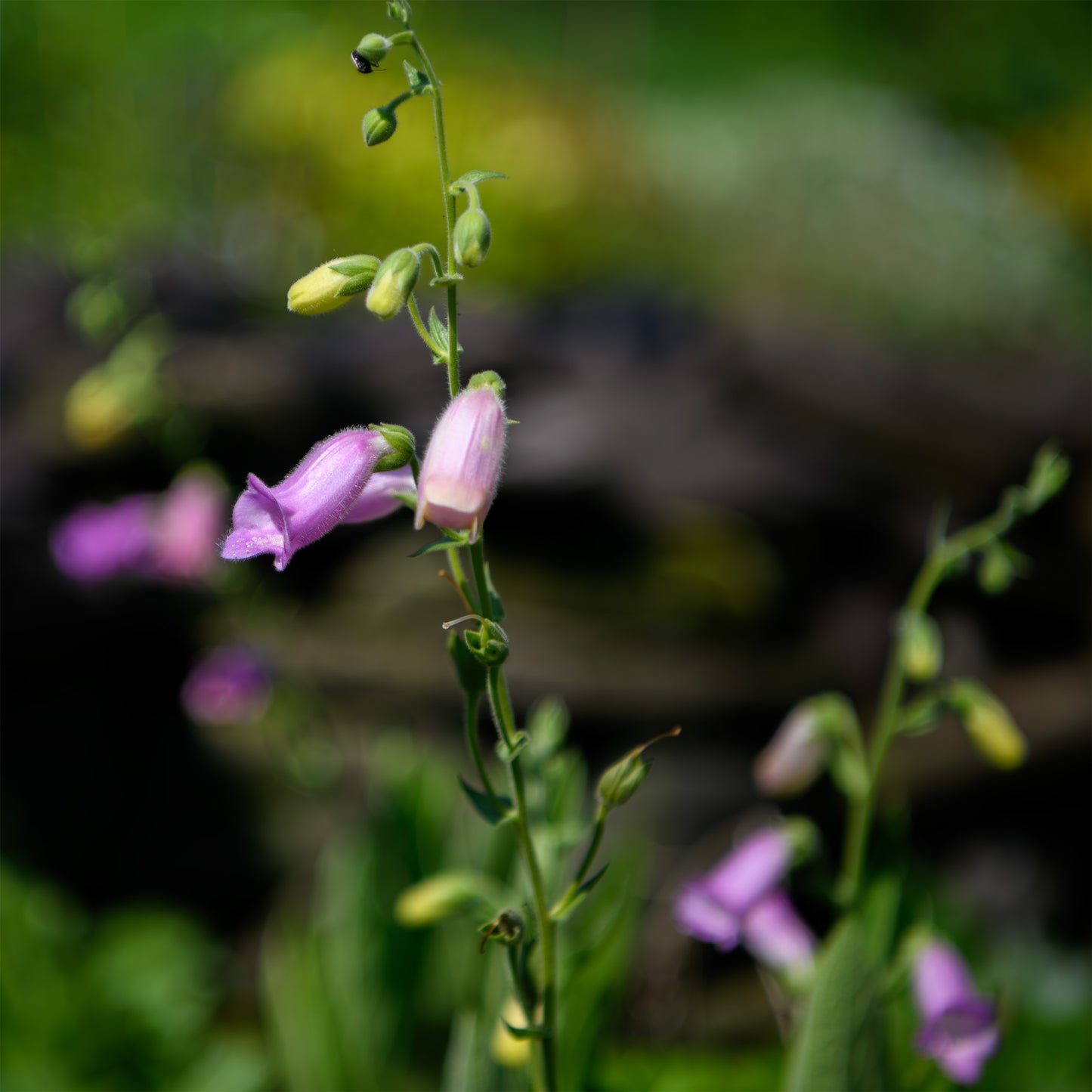 Digitalis thapsi 'Spanish Peaks' (Foxglove)