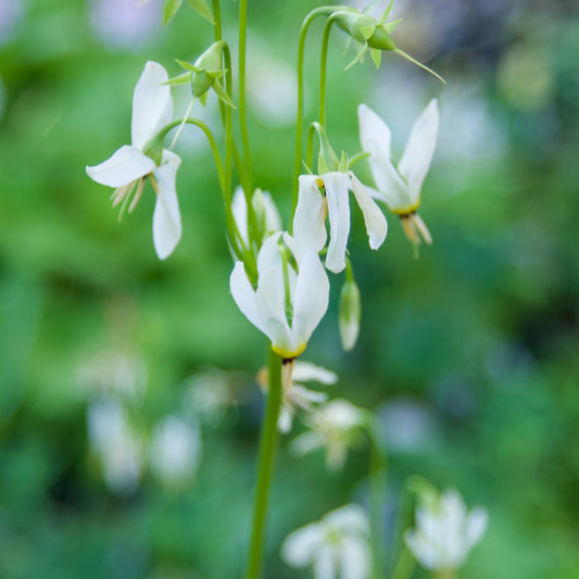 White flowers with green stems against a blurred green background