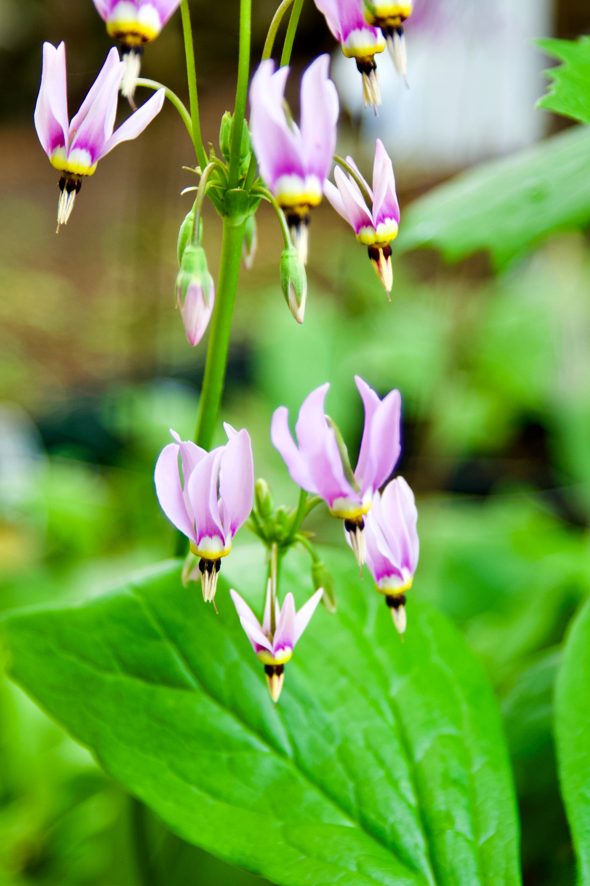 lavender shooting star plant Dodecatheon meadia – Fieldstone Gardens Inc