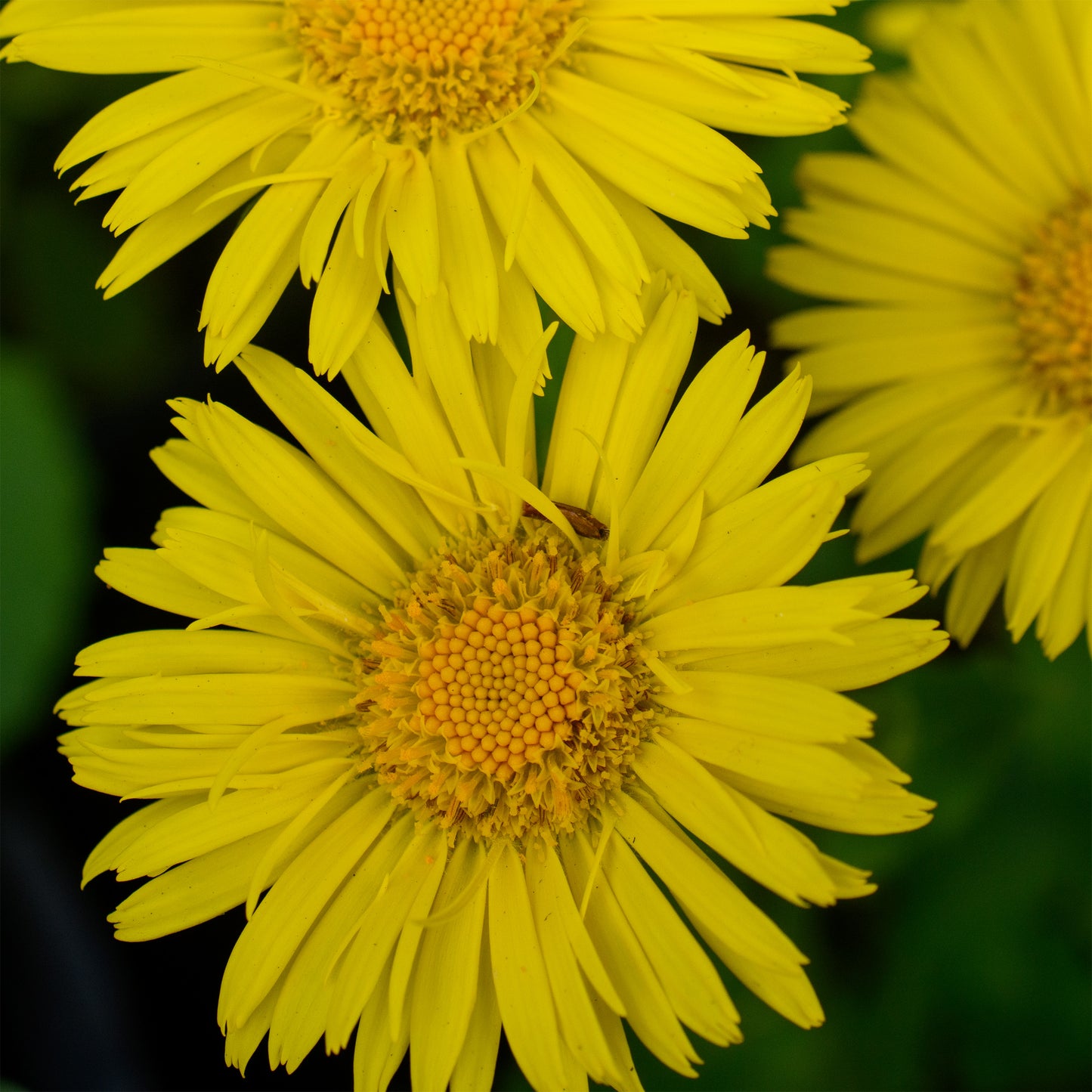 Doronicum orientale  'Leonardo' (Leopard’s Bane)