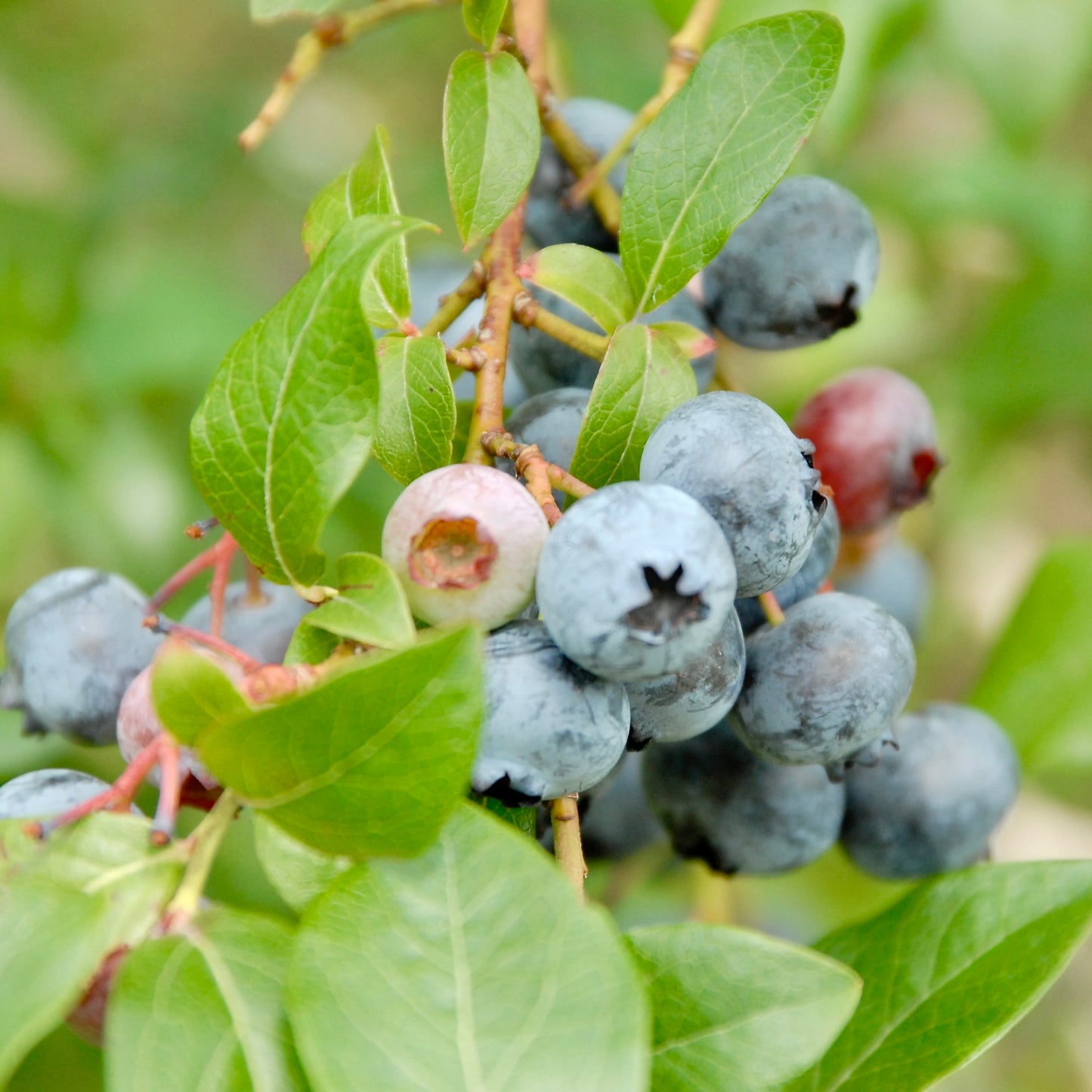 Vaccinium 'Bluecrop'  - Highbush Blueberry