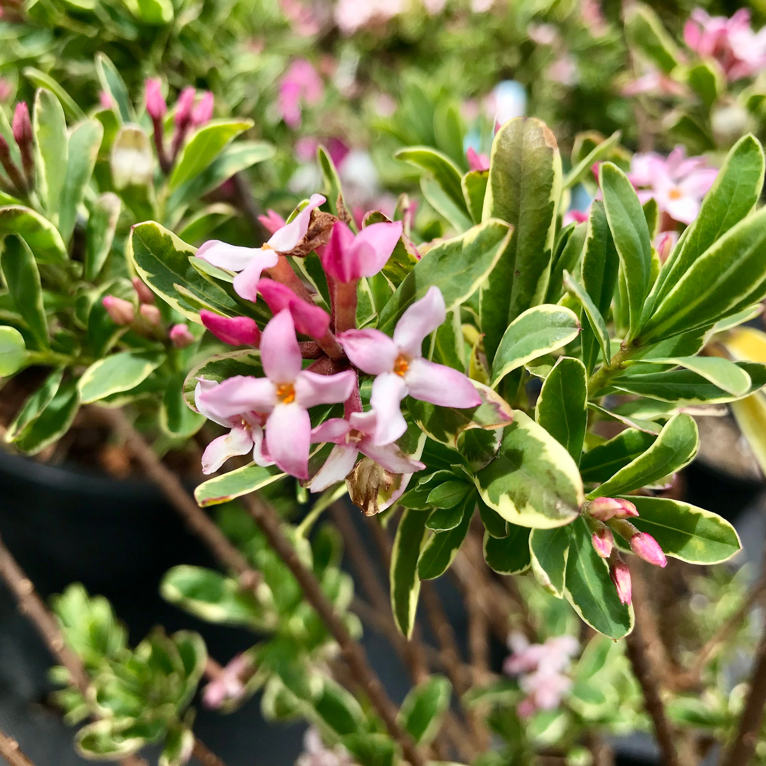Daphne burkwoodii 'Carol Mackie' – Fieldstone Gardens Inc