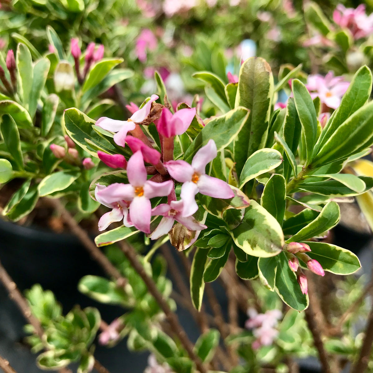 Daphne burkwoodii 'Carol Mackie'