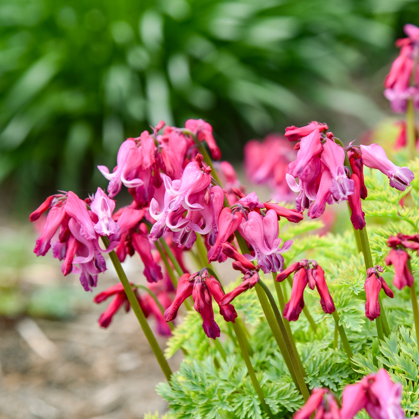 Dicentra 'Passion Hearts'  (Fern Leaf Bleeding Heart)