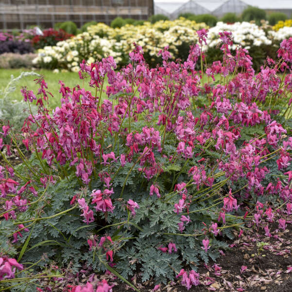 Dicentra 'Passion Hearts'  (Fern Leaf Bleeding Heart)