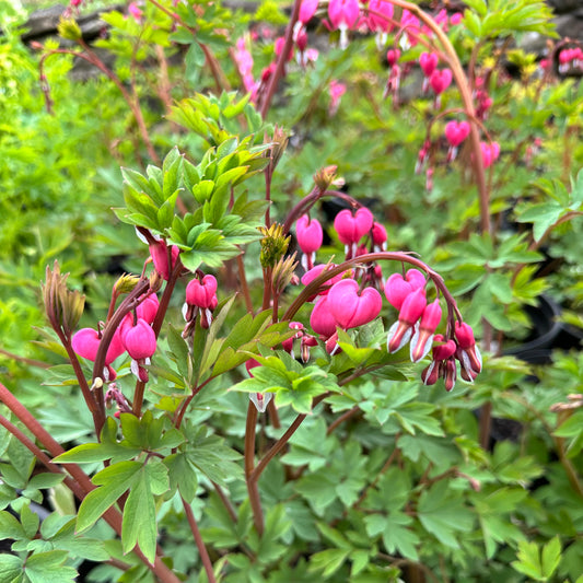 A close-up of bleeding heart flowers with their characteristic rosy-pink heart-shaped petals hanging from a red stem.