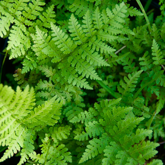 A close-up image of green fern leaves displaying their natural texture and pattern.